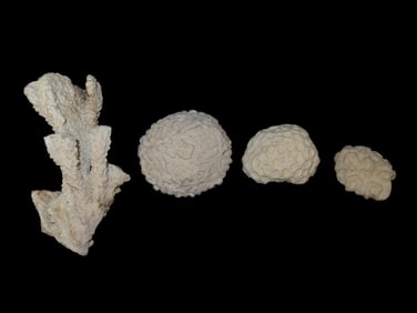 Group of 4 Nice Whole Fossil Coral Specimens