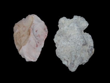 Flint Tool and Heavily Fossil Inclusion Specimen
