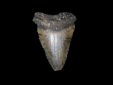 2 1/4" Fossil Megalodon Tooth, found in South Carolina