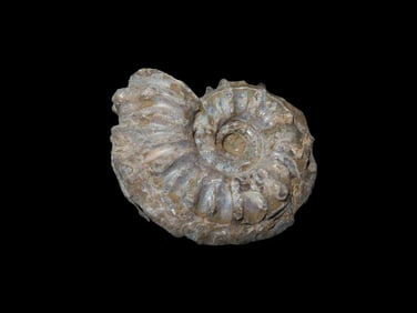 Tractor Ammonite Fossil Douvilleiceras Mid-Late cretaceous