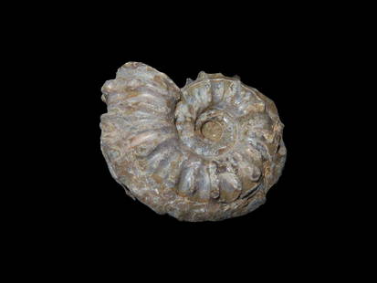 Tractor Ammonite Fossil Douvilleiceras Mid-Late cretaceous: Tractor Ammonite Fossil Douvilleiceras Mid-Late cretaceous