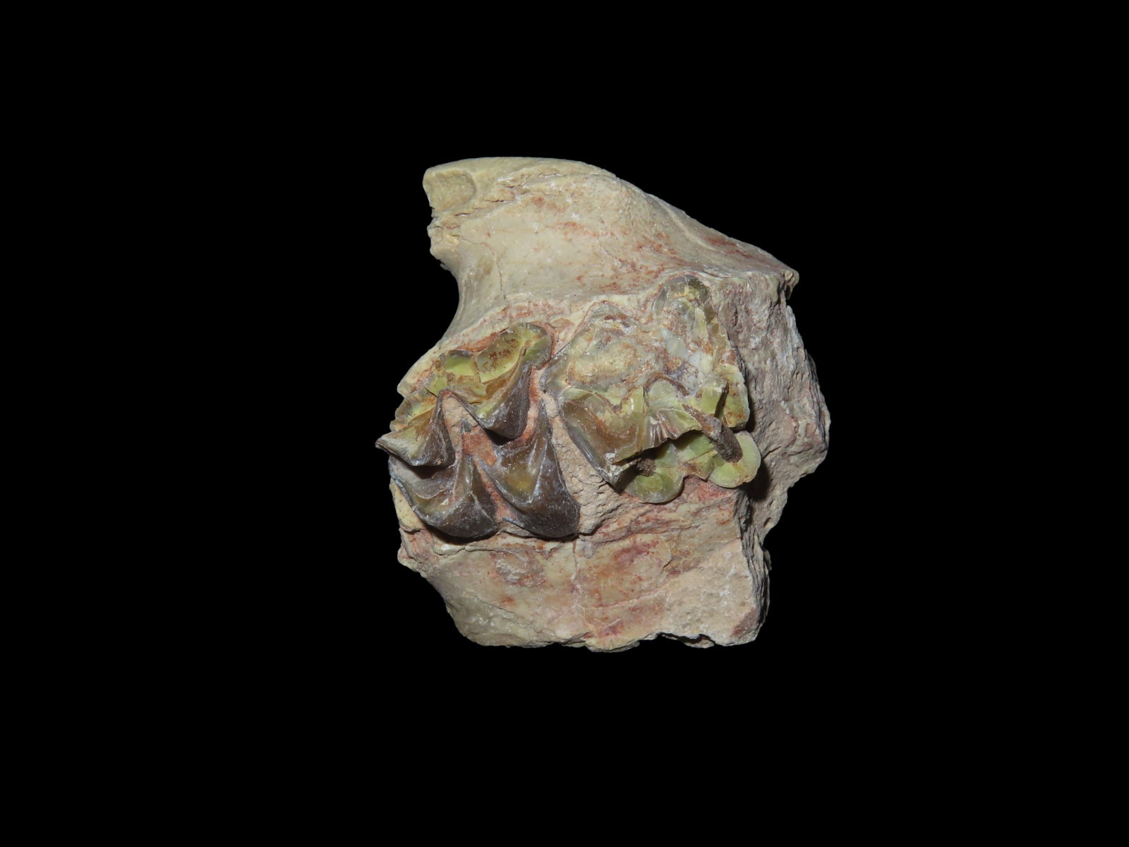 Fossil Mammal Tooth/Jaw Bone Cretaceous Period 65/66 Million YO: Fossil Mammal Tooth/Jaw Bone Cretaceous Period 65/66 Million YO