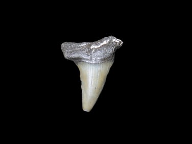 Megalodon Shark Tooth Fossil Florida