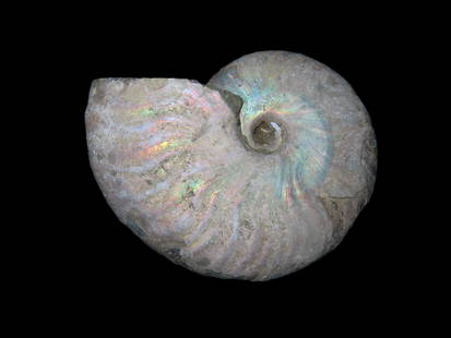 Knights Fish Fossil Green River Formation Wyoming  Million Years Old: Knights Fish Fossil Green River Formation Wyoming Million Years Old