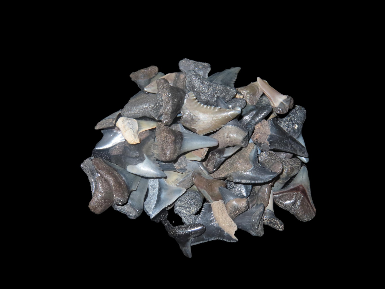 Grouping of Fossil Shark Teeth Found Peace River Arcadia Florida: Grouping of Fossil Shark Teeth Found Peace River Arcadia Florida