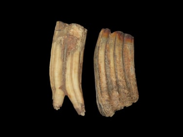 Set of Fossil Teeth Found in Rivers/Streams of North East Missouri.