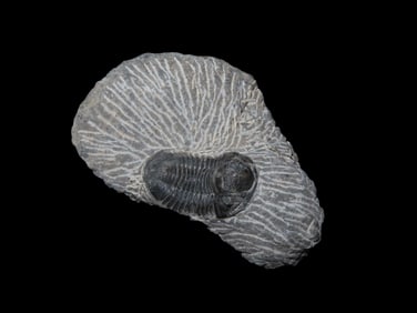 Trilobite Fossil in Matrix