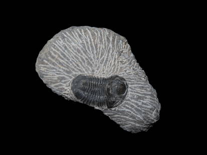 Trilobite Fossil in Matrix: Trilobite Fossil in Matrix