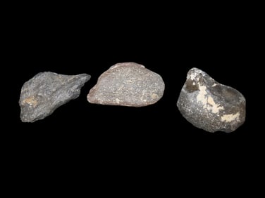 Collection of Fossil Whale Bone Found off the Coast of Florida Million of years Old.