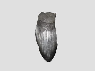 Megalodon Shark Tooth Fossil South Carolina.