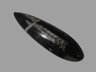 400 Million Years Old Polished Orthoceras Fossil Devonian Period Atlas Mountains of Morocco.