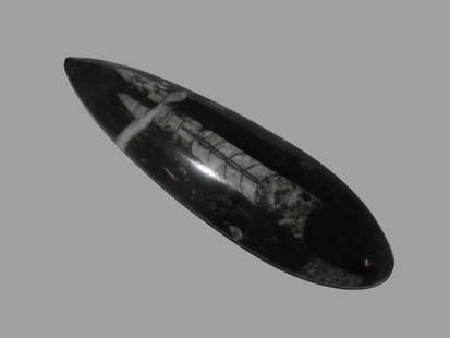400 Million Years Old Polished Orthoceras Fossil Devonian Period Atlas Mountains of Morocco.: 400 Million Years Old Polished Orthoceras Fossil Devonian Period Atlas Mountains of Morocco.