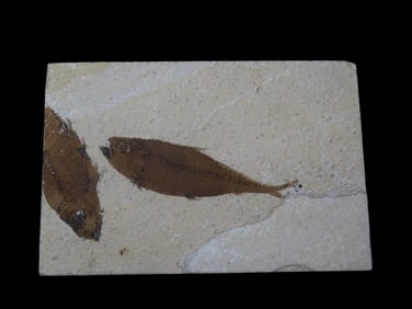 Knightia Fish Fossil Green River Formation Wyoming 53.5 to 48.5 Million Years Old.