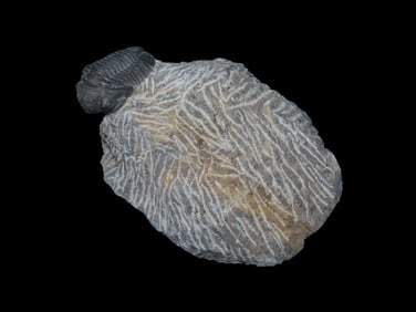 Proteus Trilobite proetida trilobite Devonian (350-400)myo.