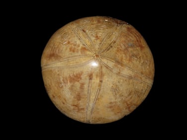 Sea Urchin Starfish Fossil Madagascar Jurassic Period 160 mya.
