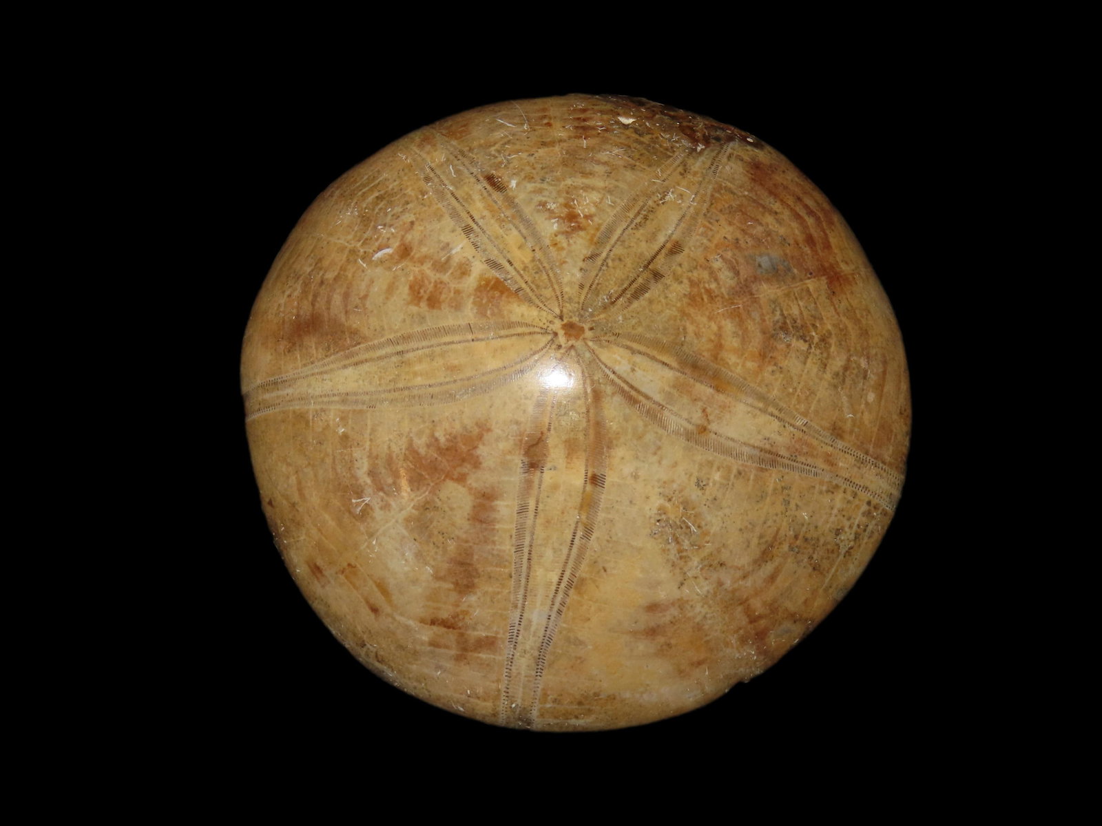 Sea Urchin Starfish Fossil Madagascar Jurassic Period 160 mya.: Sea Urchin Starfish Fossil Madagascar Jurassic Period 160 mya.