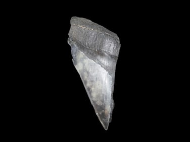 Megalodon Shark Tooth Fossil South Carolina USA.