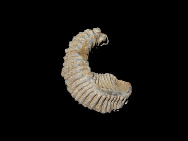 Zig Zag Oyster Fossil 70 Million YO.