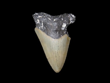 Shark Tooth.