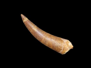 Plesiosaur Fossil Dinosaur Tooth 100 Mil YO Cretaceous.