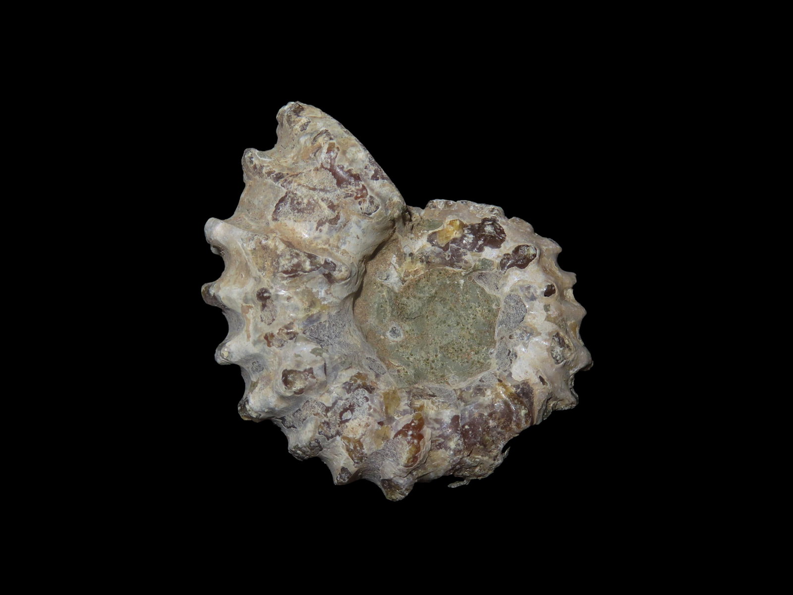 Tractor Ammonite Fossil Douvilleiceras Mid- Late Cretaceous. (1 of 4)