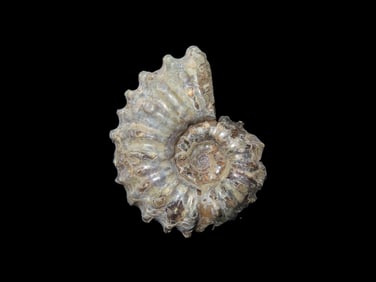 Tractor Ammonite Fossil Douvilleiceras Mid- Late Cretaceous.