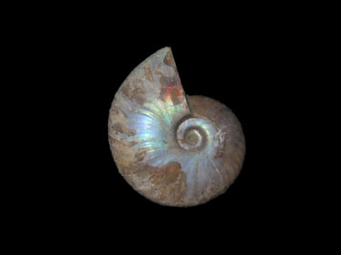Iridescent Ammonite Fossil.