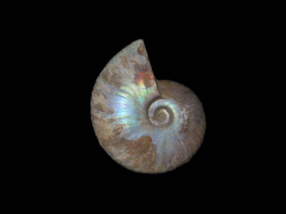 Iridescent Ammonite Fossil.: Iridescent Ammonite Fossil.