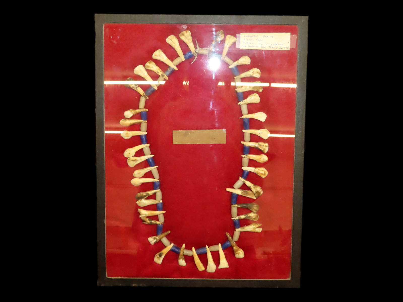 12 x 16" Frame containing Northern Plains Sioux Type Buffalo Tooth Necklace, Old Hudson Bay Trade: 12 x 16" Frame containing Northern Plains Sioux Type Buffalo Tooth Necklace, Old Hudson Bay Trade Beads