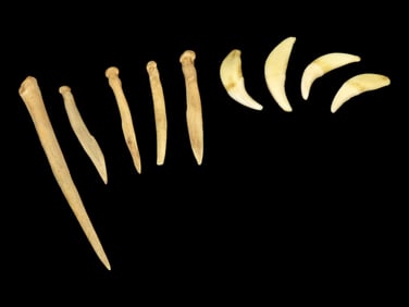 Group of Antler tools and Bear Teeth Pendantsa