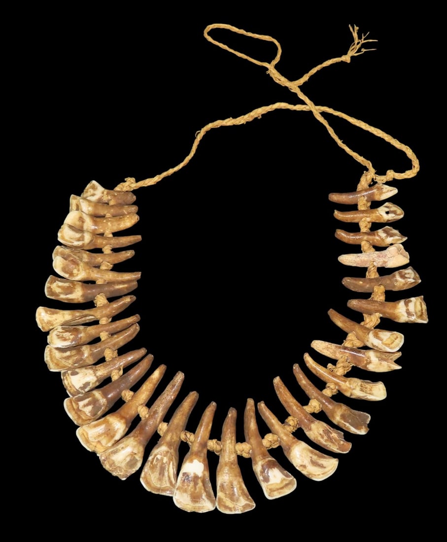 12" 8" Buffalo Tooth Necklace: 12" 8" Buffalo Tooth Necklace