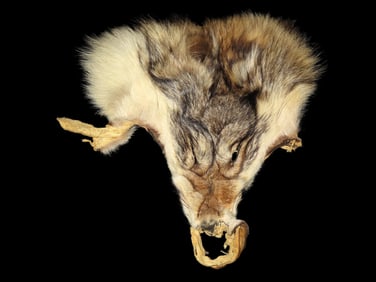 Taxidermy Wolf Head Fur