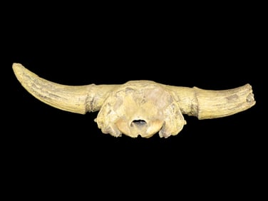 Partial Fossil Buffalo Skull w/Horns