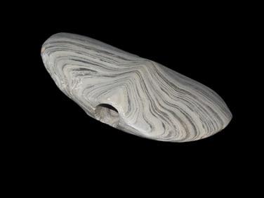 Amazing 4 1/4" Wing Bannerstone, Stark County Illinois, Motley COA. Beautiful Vivid Banding,