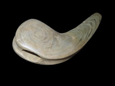 5" Long Geniculate Bannerstone, Darke Co. Ohio, Motley COA ((RESTORED EDGE)) Beautiful Vivid Green &