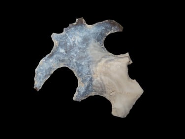 Rare Mayan Flint Eccentric, Guatemala, Likely a Bird Effigy, Very Colorful & Well Flaked Example