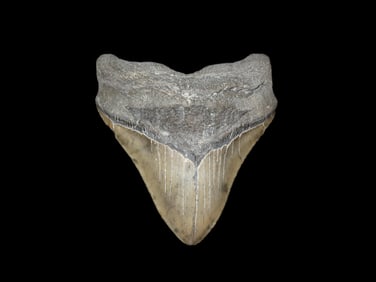 Museum Grade HUGE 5 3/8" Megalodon Shark Tooth, "Whale's Tail" Style where the Root Looks like a