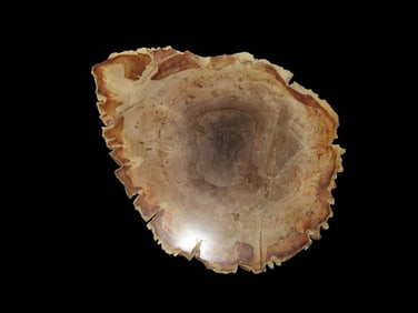 Large Colorful Polished Slab of Petrified Wood. Fully Polished on Both Sides, Beautiful Colorful
