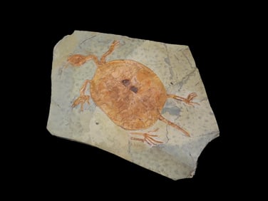 Rare Turtle Fossil in Matrix, Triassic Age 50-250 Million Years Old. Great Example, Dino Age Turtle