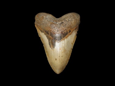 Impressive HUGE 5 3/4" Megalodon Shark Tooth, 2.5-23 Million Year Old Fossil found off the coast of