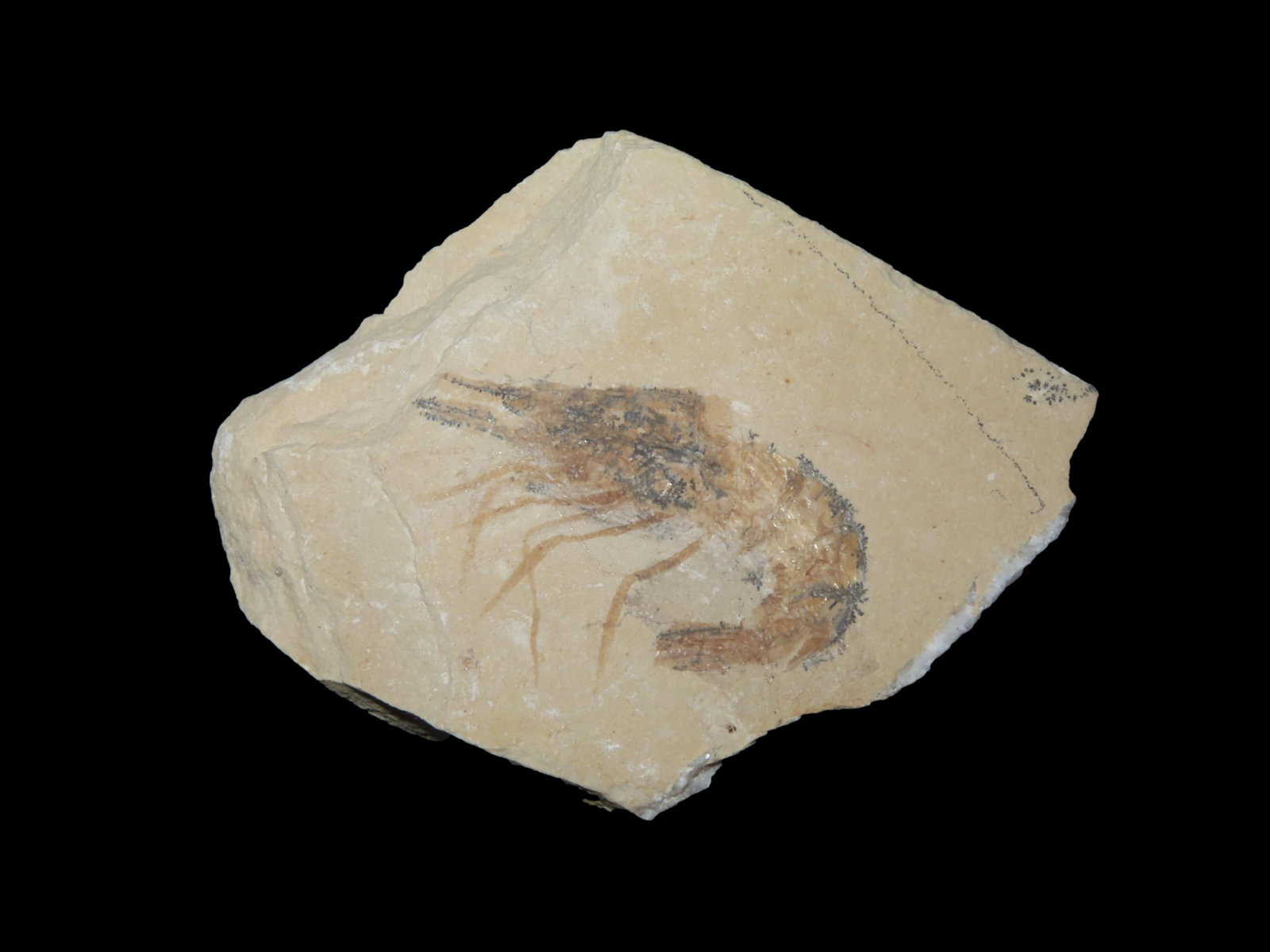 Amazing Shrimp Fossil from the Green River Formation, Wyoming, 50 Million Years Old, Very Detailed: Amazing Shrimp Fossil from the Green River Formation, Wyoming, 50 Million Years Old, Very Detailed Example in Matrix.