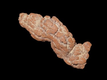 Large Dinosaur Poop Fossil, Coprolite, Appr. 100 Million Years old Fossilized Dino Dung, Great Well