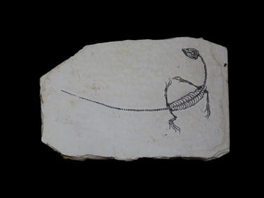 Amazing Dinosaur Keichousaurus / Nothosaur Fossil, 50-250 Million Year Old Amphibian Marine Reptime