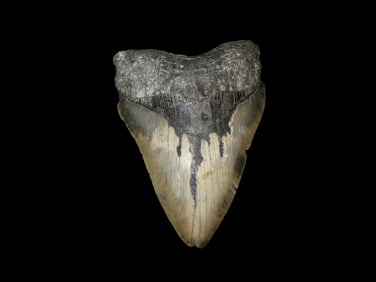 Incredible 5 5/16" MASSIVE Megalodon Shark Tooth, 2.5-23 Million Year Old Fossil found off the coast