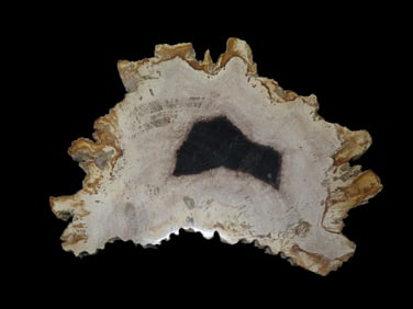 Large Colorful Polished Slab of Petrified Wood. Fully Polished on Both Sides, Beautiful Colorful