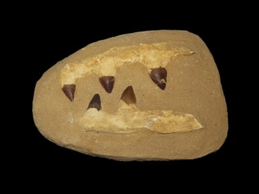 Huge Mosasaur Dinosaur Fossil Jaws in Matrix, 5-66 Million Years Old. Morocco. Paleocene to Miocene