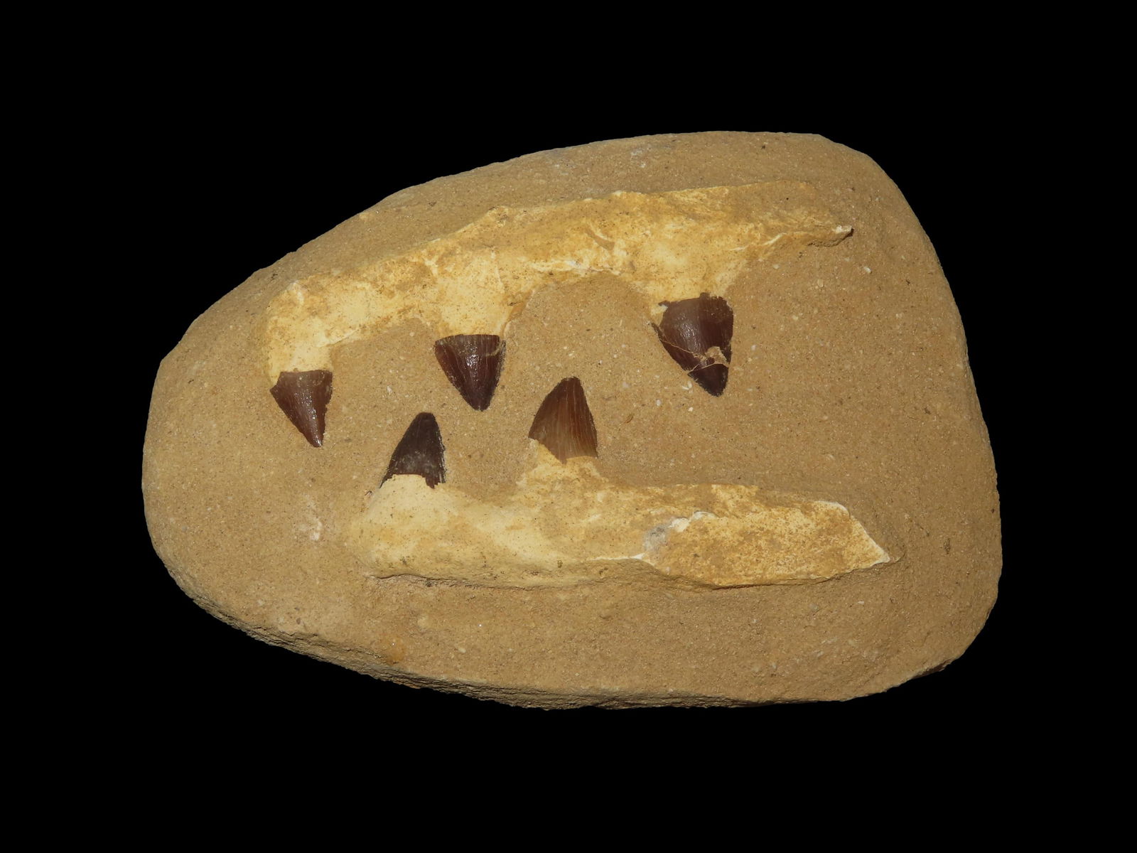 Huge Mosasaur Dinosaur Fossil Jaws in Matrix, 5-66 Million Years Old. Morocco. Paleocene to Miocene (1 of 5)