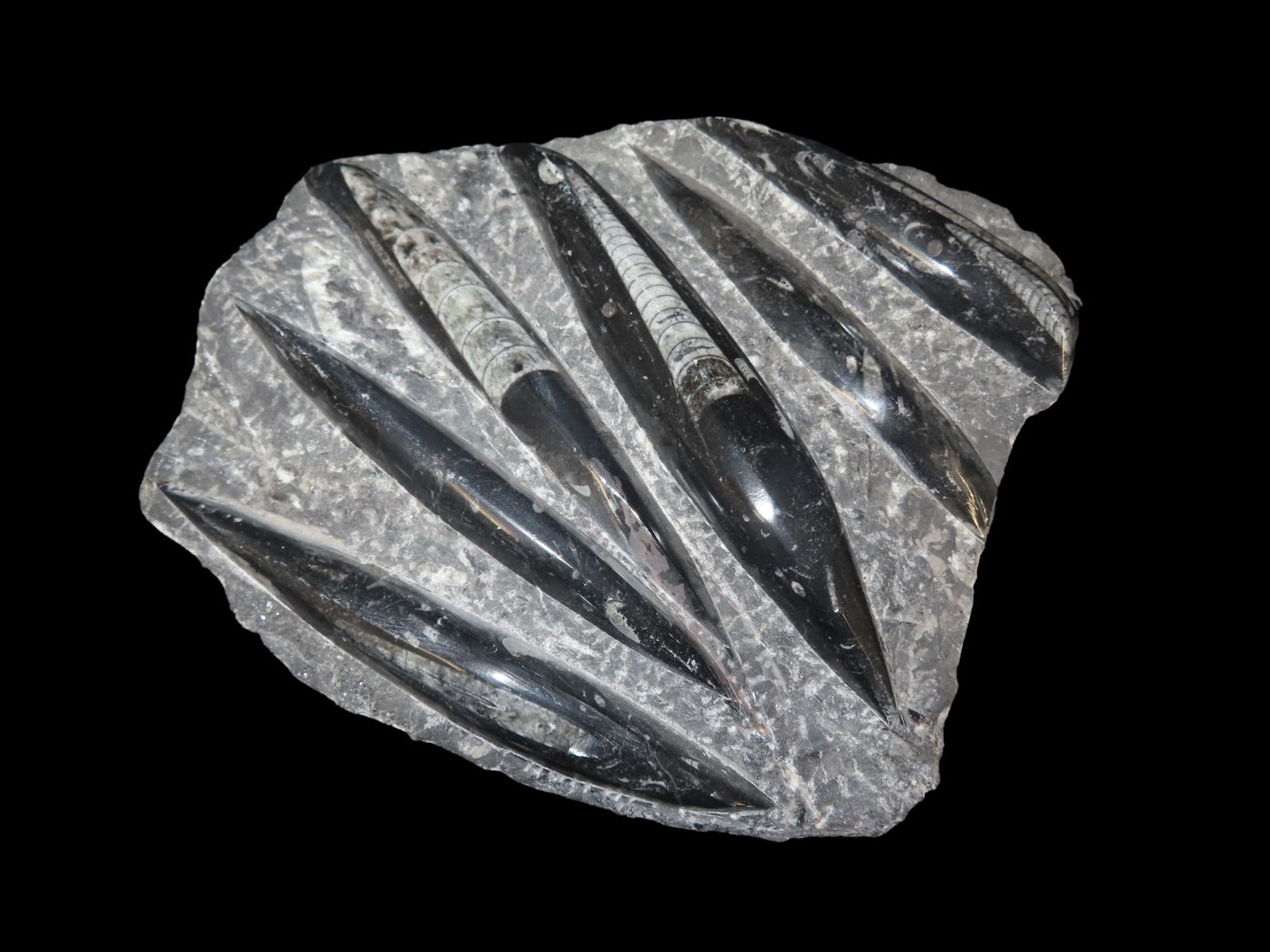 HUGE 11" Polished Orthoceras Fossil Plate. Amazing Display Specimen. 200-500 Million Years Old,: HUGE 11" Polished Orthoceras Fossil Plate. Amazing Display Specimen. 200-500 Million Years Old, Triassic Period.