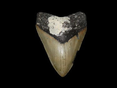 Outstanding 5" MASSIVE Megalodon Shark Tooth, 2.5-23 Million Year Old Fossil found off the coast of