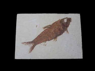 Impressive Large Detailed Fish Fossil (Diplomystus) from the Green River Formation in Wyoming, 50